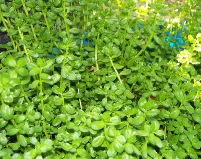 Rau đắng bitter herb polygonum aviculare ship in 6" Pot