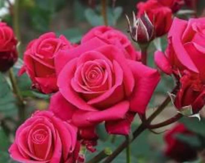 Rose Showpiece Lipstick - 2 feet tall - ship in 6" pot