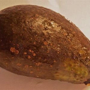 May include: A dark brown avocado with a rough, textured skin. The avocado is slightly bruised and has a few brown spots.