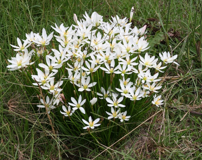 Zephyranthes candida 'White Rain Lily'  ship in 6" pot
