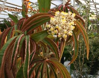 Begonia Luxurians- 1 Feet  Tall - Ship in 6" Pot