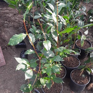 Tea (Camellia sinensis)  - 1 Plants- 1    Feet Tall - Ship in 3" Pot