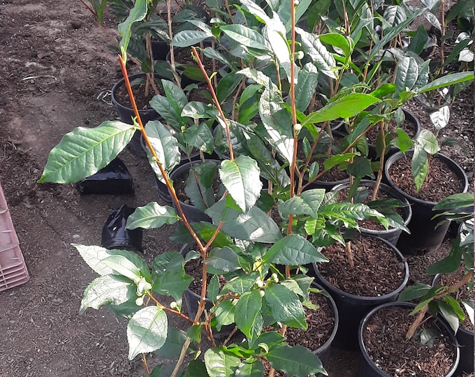 Tea (Camellia sinensis)  - 1 Plants- 1 to 2 Feet Tall - Ship in 6" Pot