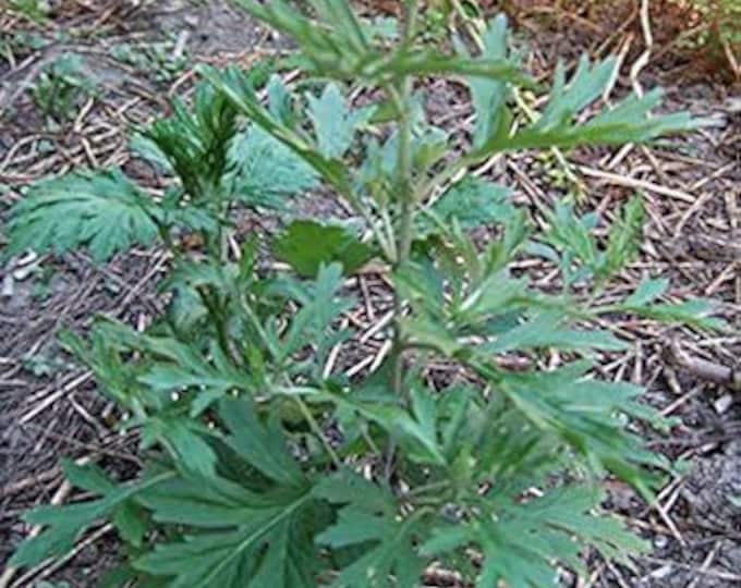 Yomogi - Japanese mugwort (Artemisiaprinceps) - Ship in 6" Pot