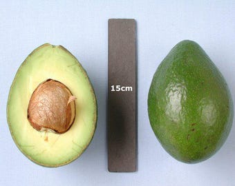 Booth8 avocado tree- 3   feet tall - grafted tree - ship in 3Gal Pot