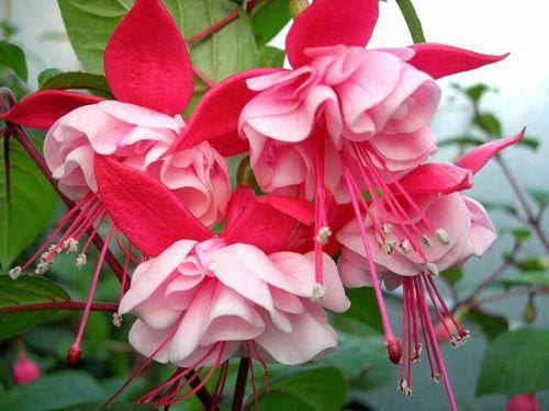 Fuchsia new fascination 1 live plant ship in 6" pot