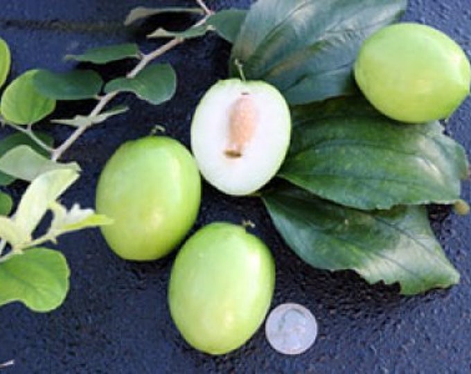 Thai Giant Jujube Tree 2-3ft Tall Fruit is Big Sweet and Crunchywill Be ...