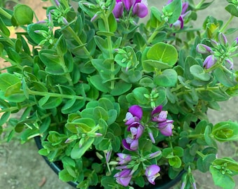 Petite butterfly sweet pea bush (polygala fruticosa) 1 live plant 1 gallon pot