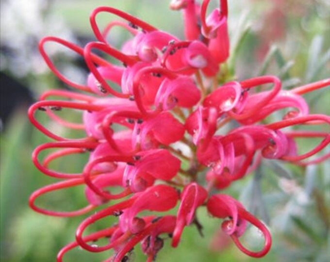 Grevillea thelemanniana Delta - 1 Feet Tall - Ship in 6" Pot