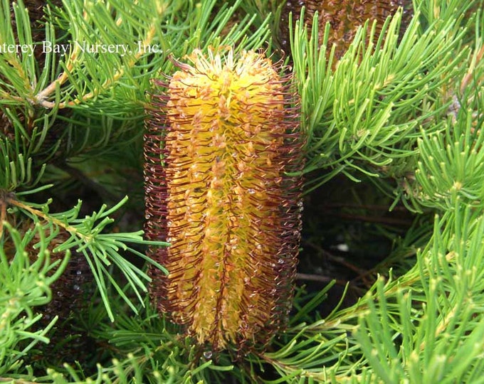 Banksia spinulosa ‘Schnapper Point’ - 1 Plant - 1 Feet Tall  - Ship in 6" Pot