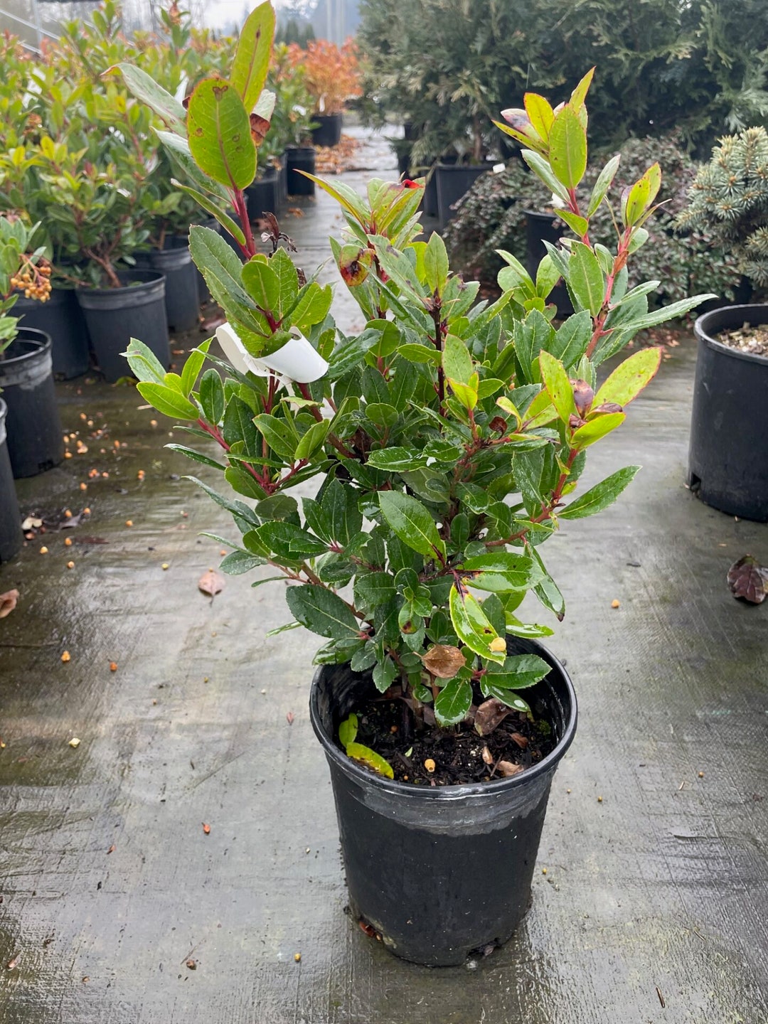 Arbutus Unedo DWARF STRAWBERRY TREE 1 Plants 1 Feet Tall Ship in 6 Pot