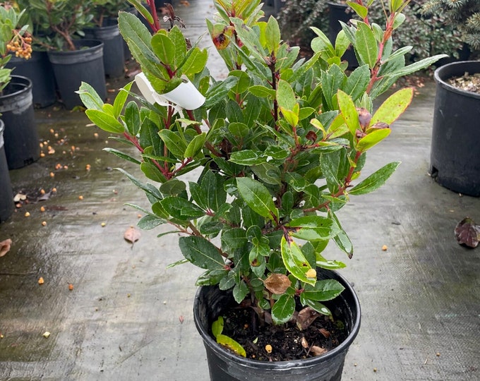 Arbutus unedo - DWARF STRAWBERRY TREE - 1 Plants - 1 to 2   Feet Fall - Ship in Pot