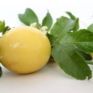 Yellow Passion Fruit - 1 Feet Long - Ship in 6