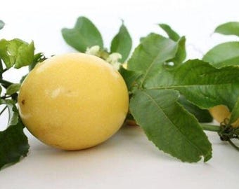 Yellow Passion Fruit - 1   Feet Long - Ship in 6" Pot