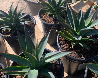 Agave ‘blue glow’