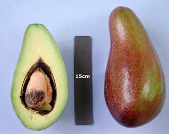 Hardee avocado tree- 2  feet tall - grafted tree - ship in 3Gal Pot