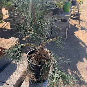 Japanese black pine (pinus thunbergii)
