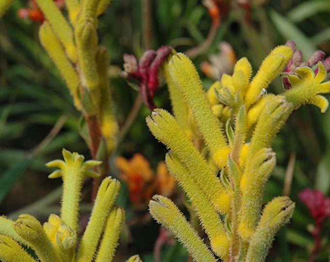 Anigozanthos yellow live plant 6” pot