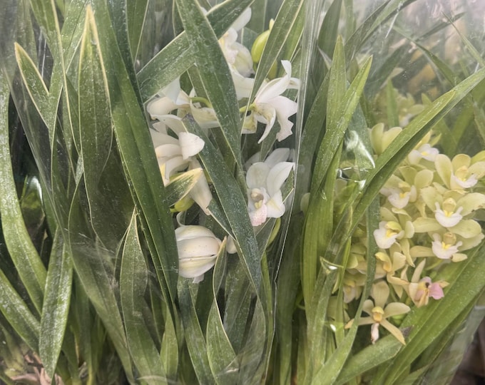 Cymbidium Orchid Plants - White- 2 Feet tall - 2  Bulbs - Ship in 6" Pot