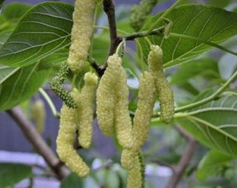 Mûrier blanc rare - Fruits longs - 2 à 3 pieds - Expédier dans un sac de 3 gal