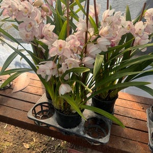 May include: Several potted orchids with pale pink and white blooms and long green leaves. The orchids are arranged in a black plastic tray on a wooden surface. The flowers have a delicate appearance.