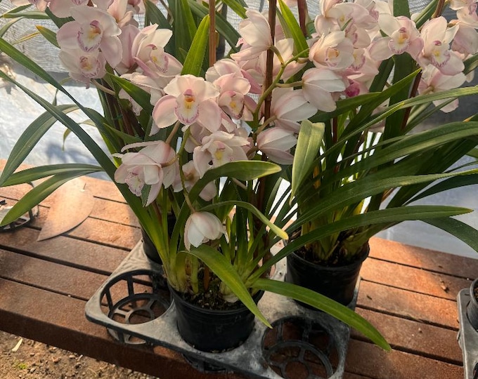 Cymbidium Orchid Plants - Light Pink - 2 Feet tall - 2  Bulbs - Ship in 6" Pot