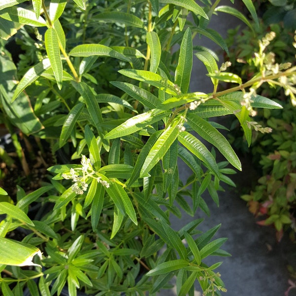 Lemon Verbena Seeds Etsy