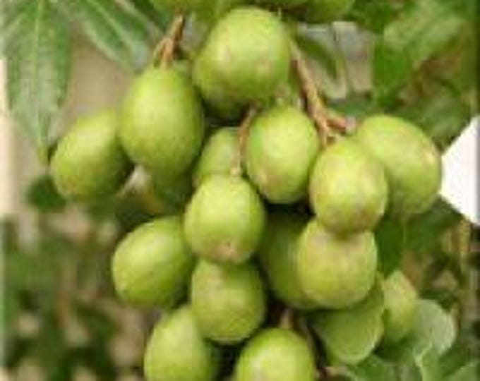 June plum- 3   feet tall   - ship in 3 gal pot