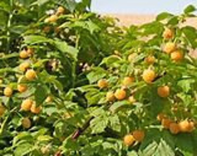 Raspberry Cascade Gold- 1 Plants - 1  Feet Fall -  Ship in 6" Pot