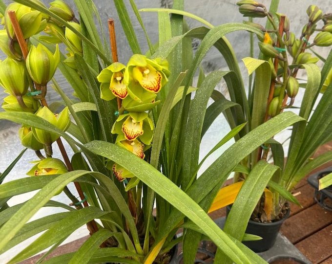 Cymbidium Orchid Plants - Green Yellow - 2 Feet tall - 2  Bulbs - Ship in 6" Pot