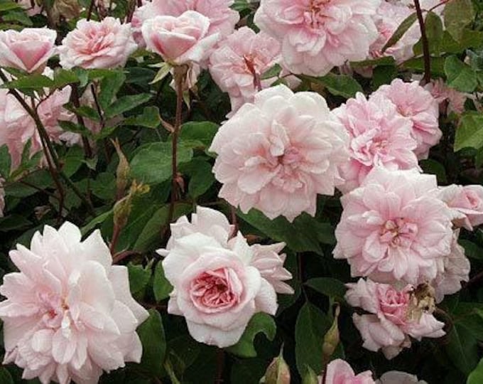 Cecile brunner climbing rose- 1 plant  ship in 6" pot