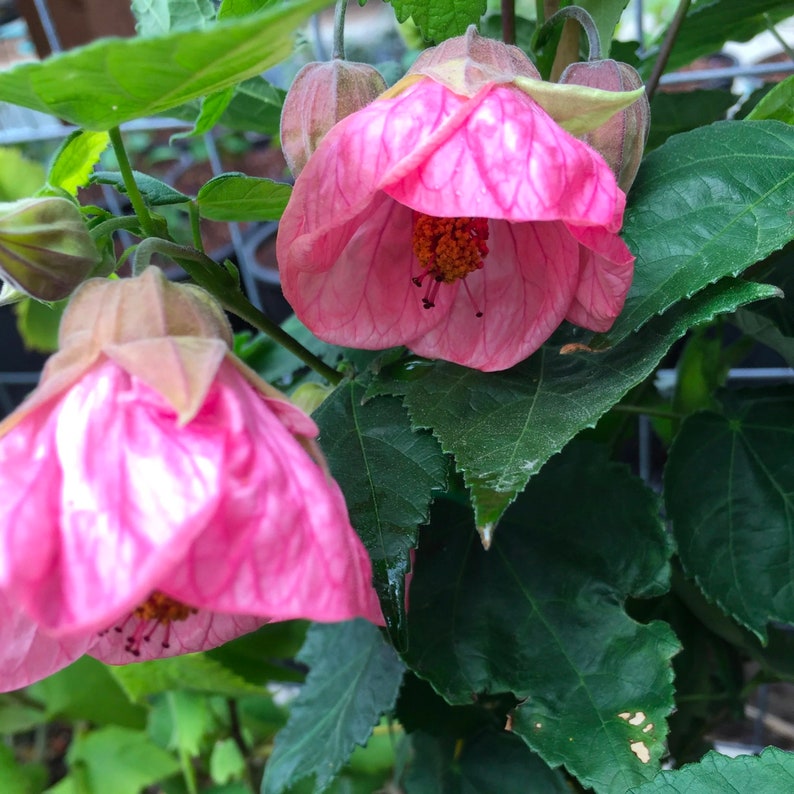 Abutilon 'Rosalie' 1 Plant 1 Feet Tall Ship in 6 Pot image 1