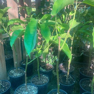 White champaca live plant 1 to 2 feet  ship in 6" pot
