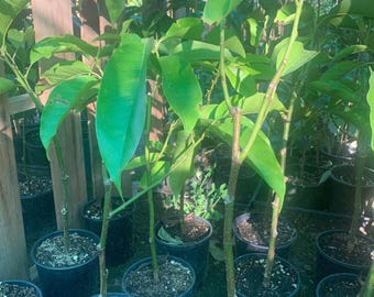 White champaca live plant 1 to 2 feet  ship in 6&quot; pot