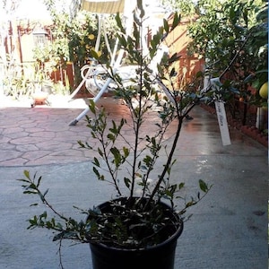 May include: A small, potted tree with dark green leaves. The tree is in a black plastic pot and has a white tag that says "Meyer Lemon" on it.