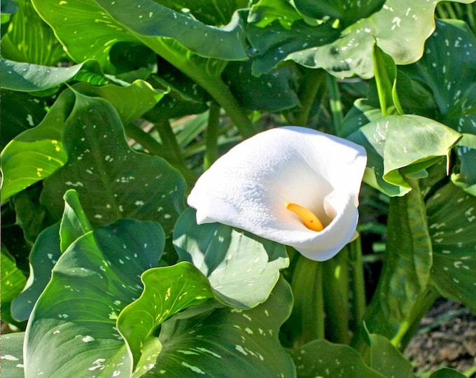 Giant calla lily - White spot Leaves - 1 feet tall - Ship in 6" Pot