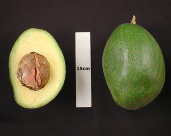 Choquette Avocado Tree - 1 to 2  feet tall - grafted tree - ship in 3Gal Pot