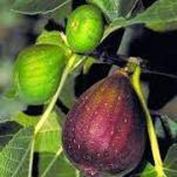 Dwarf Fig Tree - Etsy