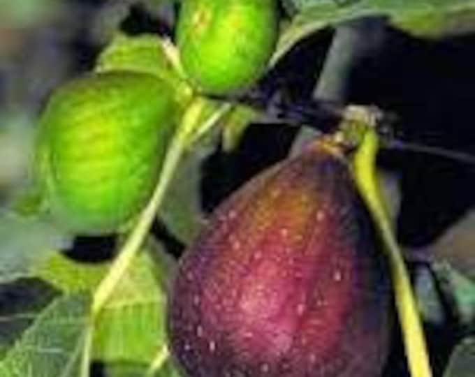 Brown Turkey Fig - 1 Plants  - 2 to 3  feet Tall  - Ship in 3Gal Pot