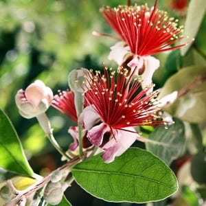 May include: Close-up of a guava tree branch with pink buds and red flowers. The flowers have white petals and red stamens. The leaves are green and glossy.