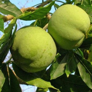 May include: Two green, round fruits hanging from a tree branch with green leaves.
