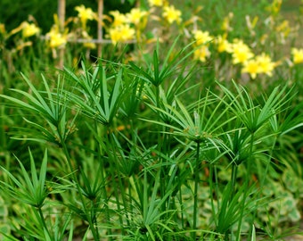 Umbrella Papyrus Grass - 1  Plants -  1 Feet Tall - 10 trunks - Ship in 1 Gal Pot