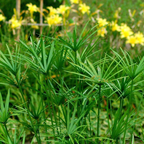 Umbrella Papyrus Grass - 1  Plants -  1 Feet Tall - 10 trunks - Ship in 1 Gal Pot