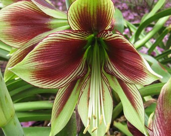 Butterfly Amaryllis Papilio - 1  Plants -  1 Feet Tall  - Ship in 6" Pot