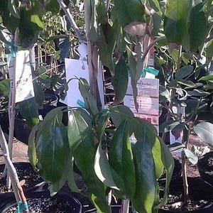Brewster lychee - 2 feet tall - airlayered tree - ship 3 gal pot