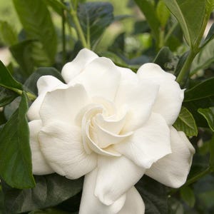 Gardenia jasminoides First Love  - 1 plants - 1 feet tall - ship in 6" pot