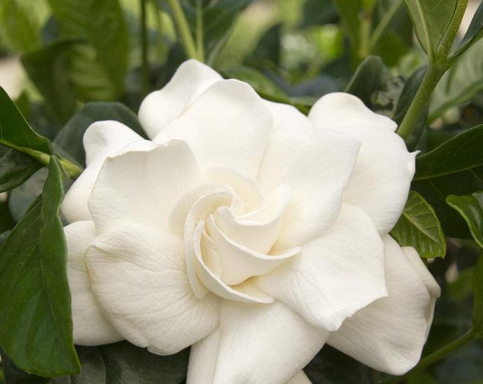 Gardenia jasminoides First Love  - 1 plants - 1 feet tall - ship in 6" pot