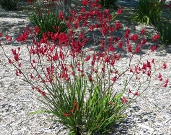 Anigozanthos Big Red-  1 live plants- 1Feet Tall -   ship in 6" pot