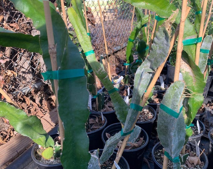 Dragon Fruit 'Physical Graffiti'  - 1  feet tall - ship in 6" pot