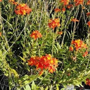 May include: A vibrant image of orange and yellow flowers in full bloom. The flowers are clustered together, creating a dense display against a backdrop of green leaves and stems. The image captures the natural beauty of the floral arrangement.